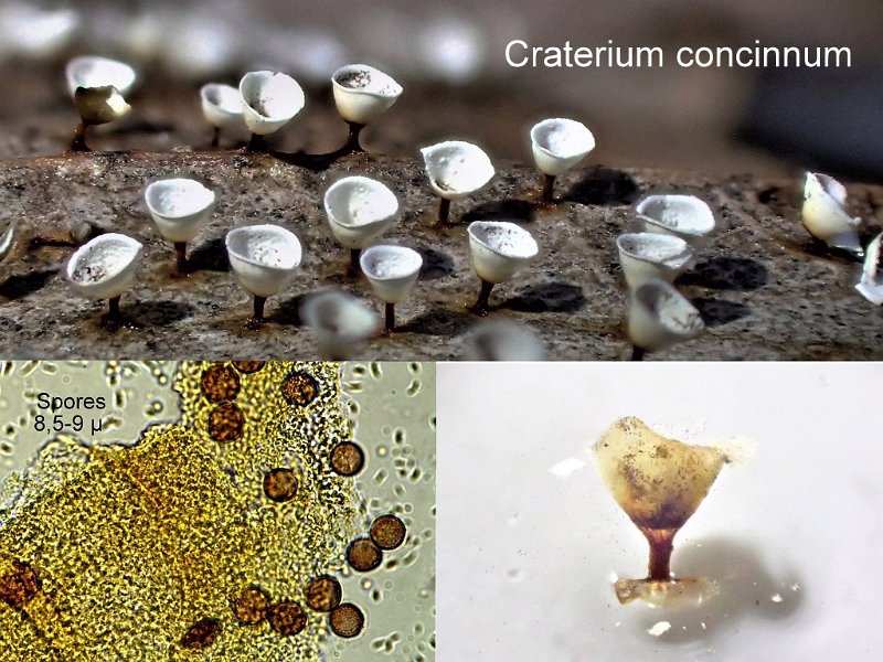 Craterium concinnum-amf1971.jpg - Craterium concinnum